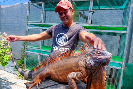 Raising South American dragons, earning hundreds of millions per year