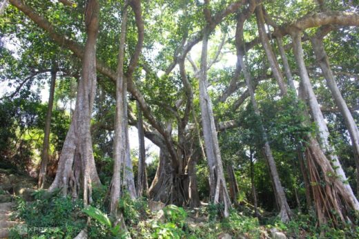 Over 800 years old banyan tree on Son Tra peninsula