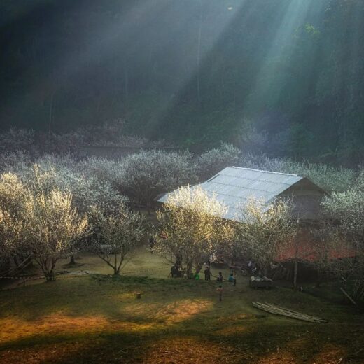 Ta Van Chu village is famous for the most beautiful white plum blossom season in Bac Ha, then what else?