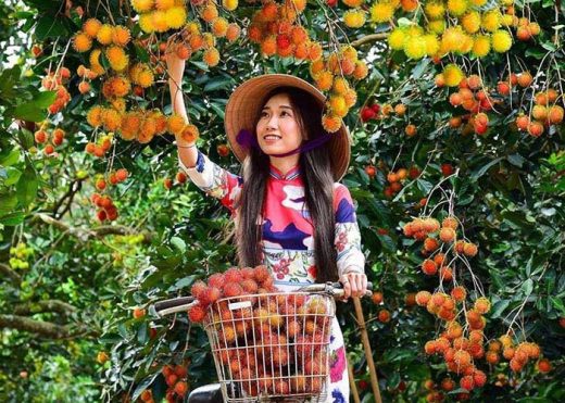 Experience going to Ut Phuong fruit garden to have fun, live virtual, and eat fruit freely in Tay Ninh