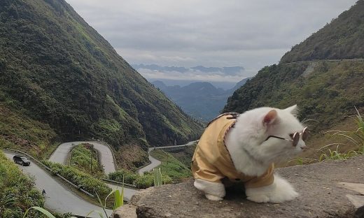 Saigon man takes pet cat on trans-Vietnam vacation