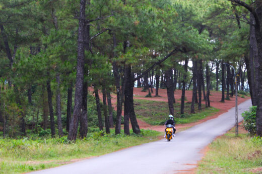 A day of adventure in the pine forest of Hue