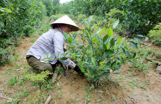 Restoration of tea varieties in the French period