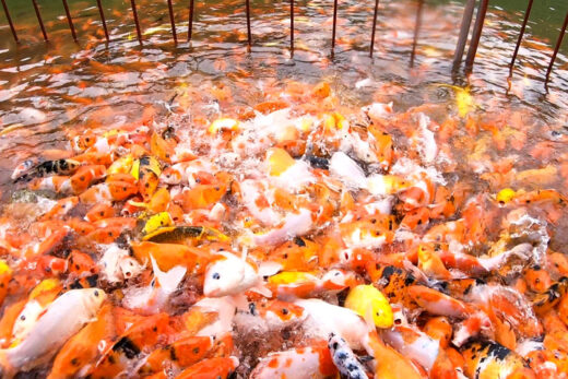 Vietnam highland lake baits visitors with koi fish