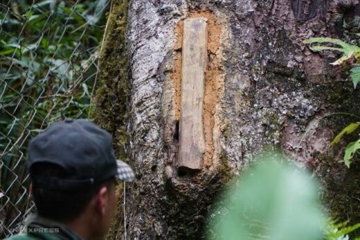 Cut tree stumps to ‘tend’ wild bees to make nests