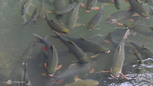 God fish cave thousands of children change color according to the weather