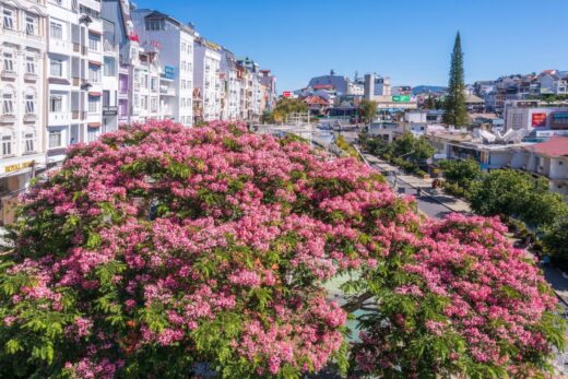 Pink phoenix blooms on the mountain town of Da Lat