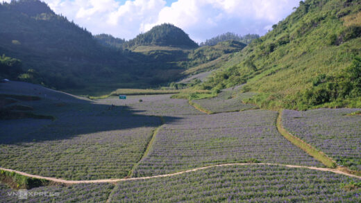 Many Hmong people get out of poverty thanks to sandalwood herbs