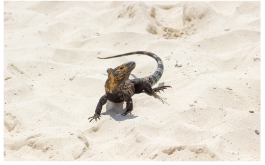 Grilled Leiolepis- An unforgettable specialty to hold many diners of the white sand region