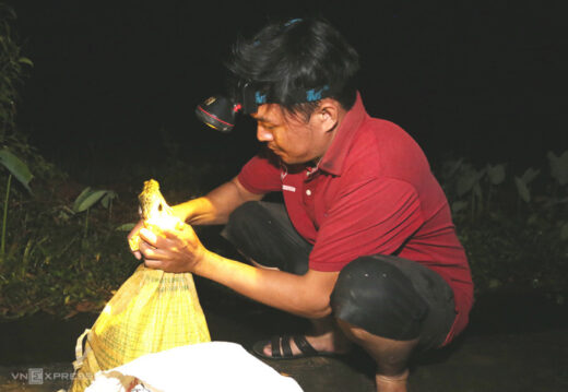 Catching field frogs after thunderstorms