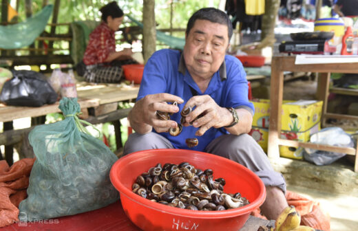 Hunting season for rock snails along Cuc Phuong forest