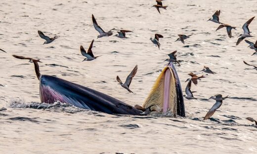 Blue whales put on a show off lesser-known beach in central Vietnam