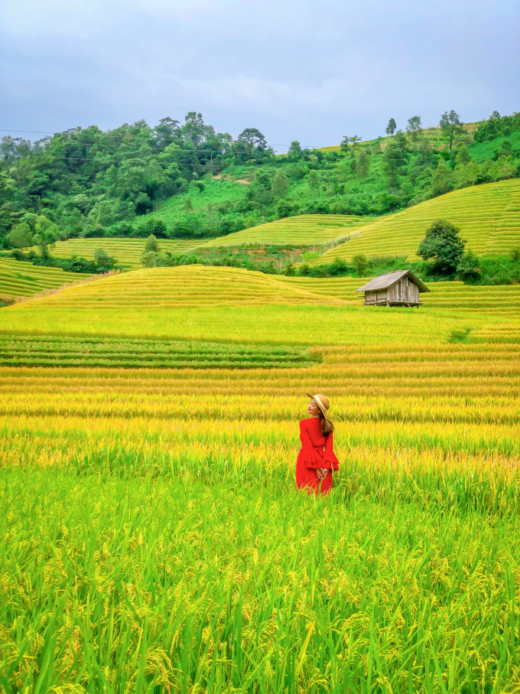 Hunting ripe rice in Nam Cang