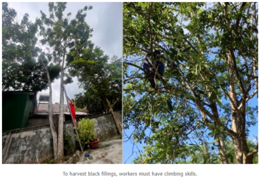 Ha Tinh mountainous people make a lot of money thanks to ‘trees with black fruits’