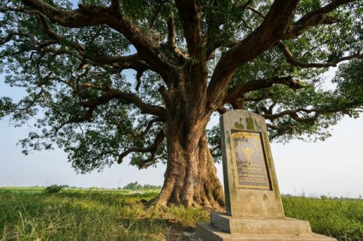 Discover the super-beautiful check-in point at the more than 600-year-old Mangifera foetida Lour tree in Bac Ninh