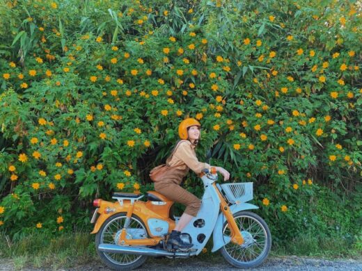 Five famous roads to see wild sunflowers in Dalat