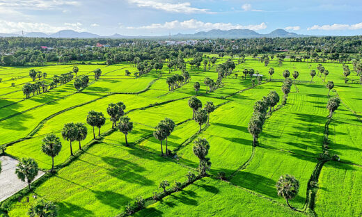 Rice paddies near Cambodia border put on show of colors