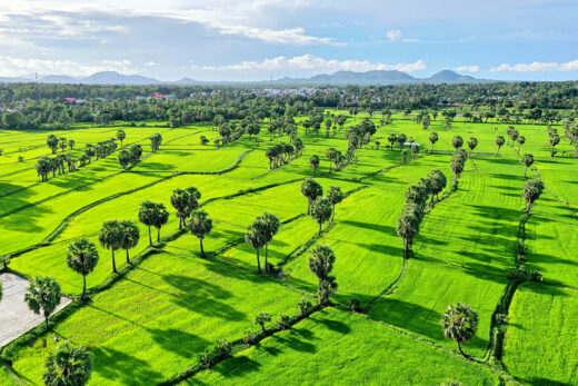 The colors of rice fields in Tinh Bien