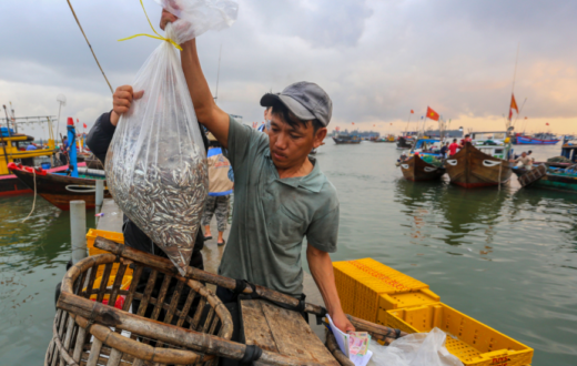 The abundance of anchovies in Quang Binh