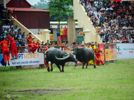 Thousands of people watched the Do Son buffalo fighting festival