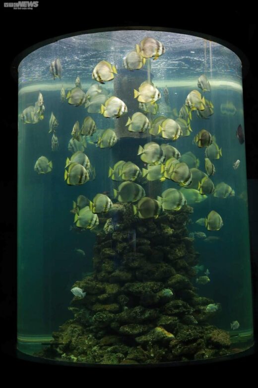 Marvel at the ocean of miniature mackerel in Nha Trang Oceanographic Museum