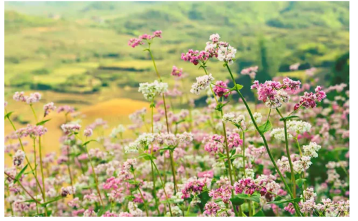 Planning to go to Ha Giang to see buckwheat flowers at a cost of 150$