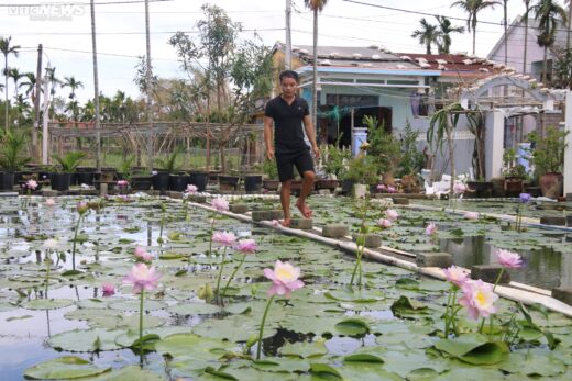 The Quang Nam geological engineer left the city to go back to his hometown to grow water lilies