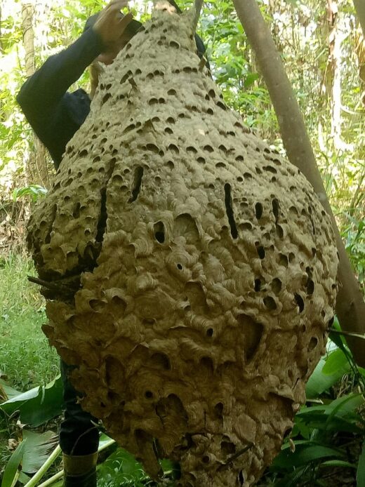 Hunter found a 16-story “huge” honeycomb weighing 21kg in the border forest