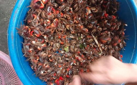 Quang Ninh’s specialty is 5$/ kg, has an eye-catching red leg