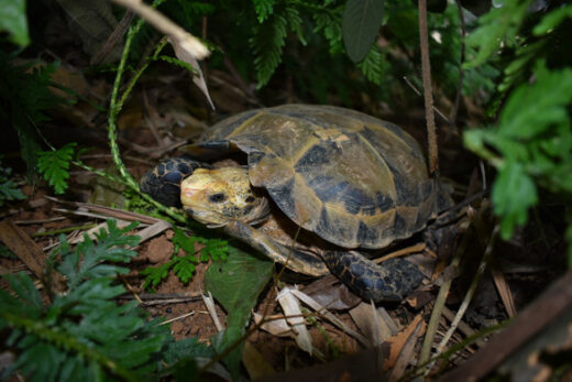 Discover many rare turtle species at Pu Hu Nature Reserve