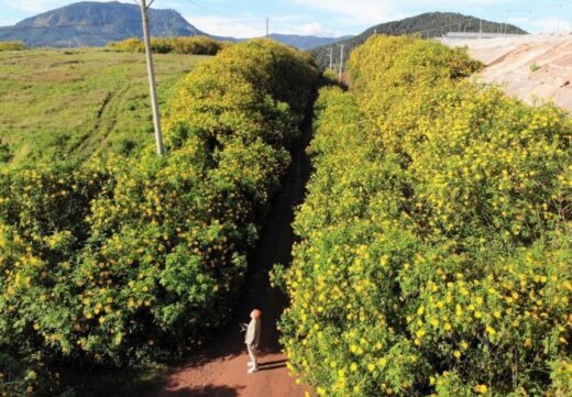 Check in Da Lat’s wild sunflowers with simple yellow color