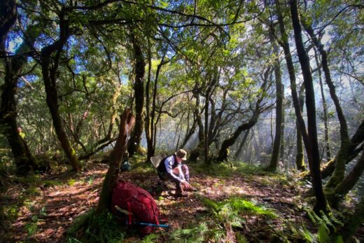 Hundred-year-old rhododendron forest on the top of Truong Son