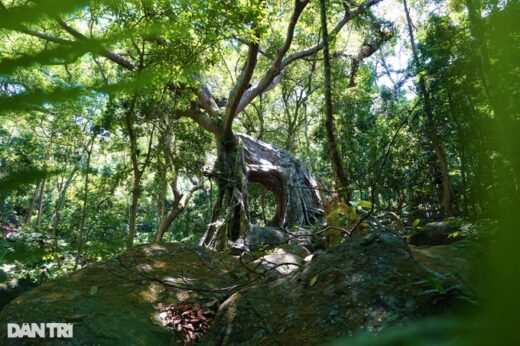 Unique “bewildered banyan tree” nearly 1,000 years old on Son Tra peninsula