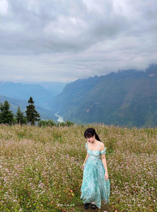 Not only in Ha Giang, but 3 locations also have buckwheat flowers blooming so beautifully