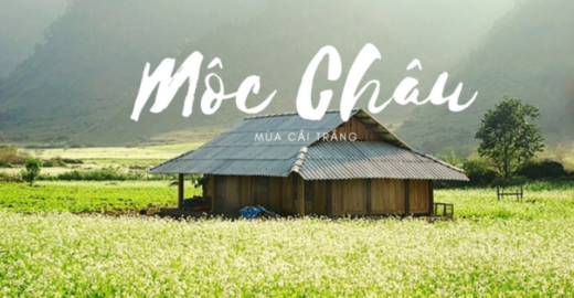 Planning to go to Moc Chau to see the rape flower valley at a cost of only 150$