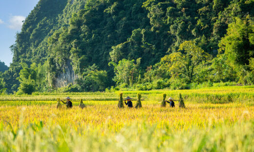 As autumn comes, rice fields on China border shimmer in gold