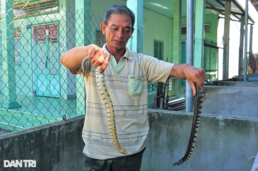 The secret of raising snakes “easier than chickens”, super-profitable Tay Do farmer