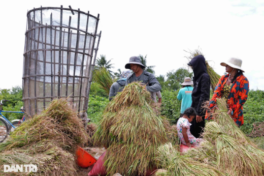 How to harvest “unique” rice in the West