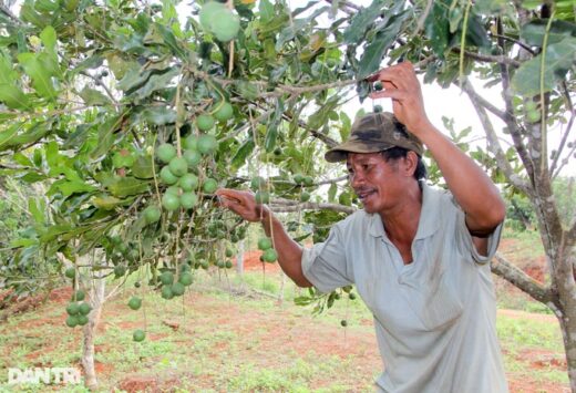 Border people have “food and property” thanks to planting million-dollar trees