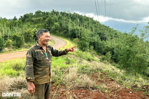 Planting a “hundred-burnt” tree, the highland farmer earns thousands of dollars every month