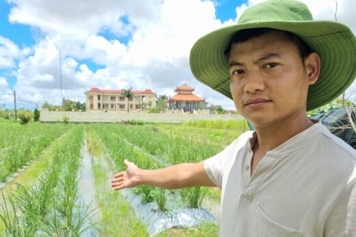 Growing strange grass, harvesting from leaves to roots, earning tens of millions of dong a month