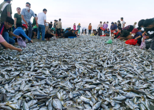 Fishermen won more than 4 tons of Yellow croaker
