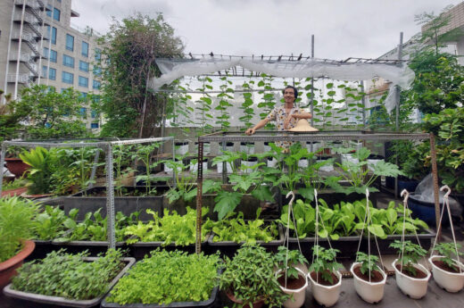 Architect’s rooftop organic garden