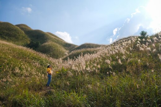 Panicum virgatum season in Binh Lieu