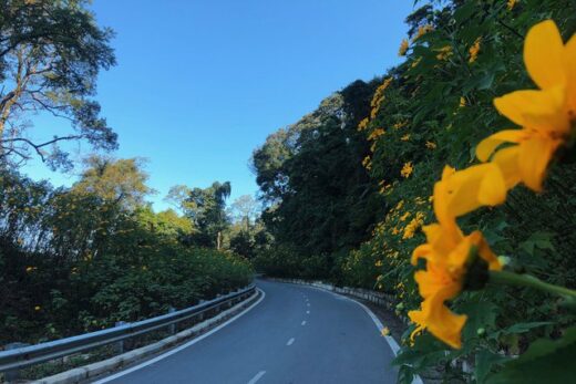 Go to Ba Vi to see wild sunflowers in full bloom for only about 8 USD