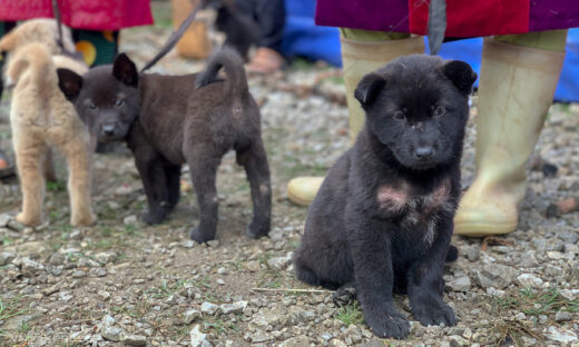 At a northern highlands flea market, bobtail puppies go on sale