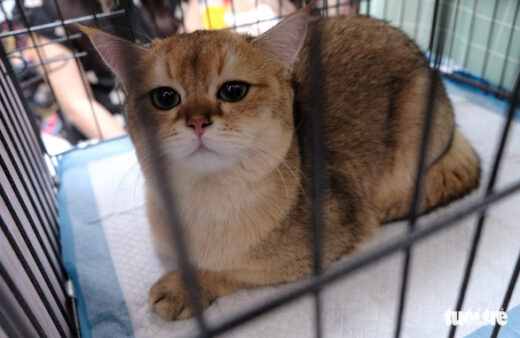 More than 100 cats went to the national beauty contest, some of them nearly… 400 million dong