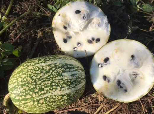 The fruit that made a fence in the countryside suddenly became a specialty with the price of 12 USD/ kg, very popular at the end of the year