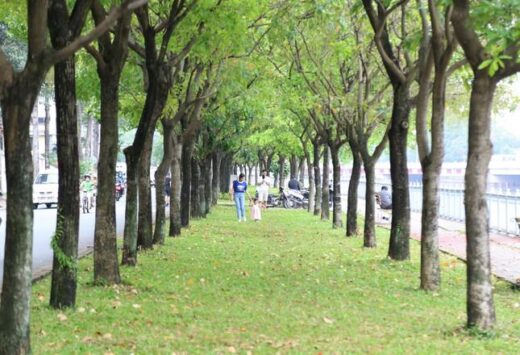 New check-in point for young people in Saigon: Rows of sesame buds change their leaves to bold colors