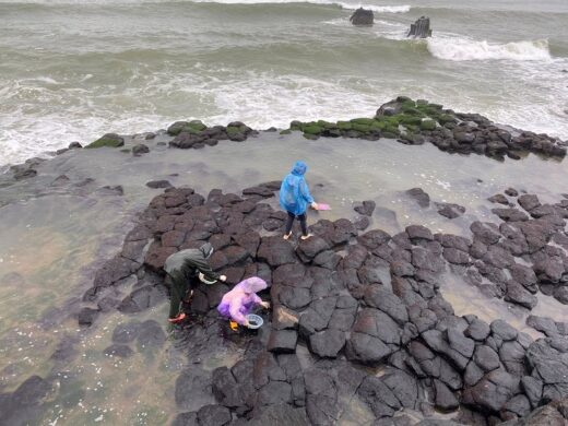 In the “lucky season” rising from the rock, people go to fetch it and sell it for millions of dong/kg